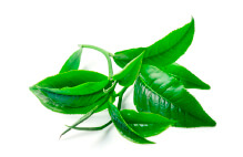 Matcha green tea extract